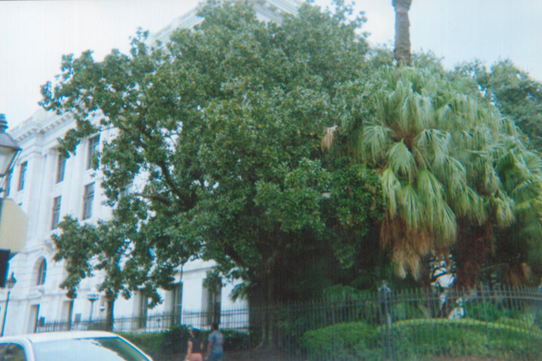 Grounded Witness (unframed)